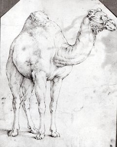 Camel